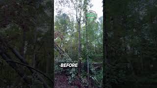 Removing Dangerous Trees automobile treeremovalservices tree [upl. by Carisa]