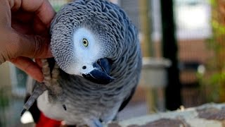 African Greys Are NOT Cuddly Birds [upl. by Burrows82]