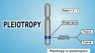 Pleiotropy  12th Std  Biology  Science  CBSE Board  Home Revise [upl. by Festa]