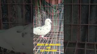 ￼ Andhra￼ male pigeon sale 70013 97047 [upl. by Drusus]