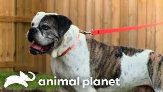 A Potential New Forever Home for Cheech  Pit Bulls amp Parolees  Animal Planet [upl. by Medovich]