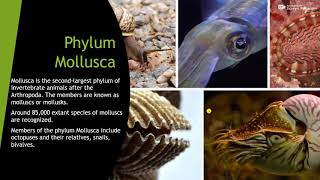 Phylum mollusaclass gastropodaceohalopoda bivalvia [upl. by Joelynn]