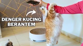 Prank Kucing Gemesin Sampai Marah cat [upl. by Akisey]