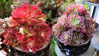 Growing Beautiful Aeonium Pink Witch  Soil Cuttings amp Potting  Growing Succulents with LizK [upl. by Obie]