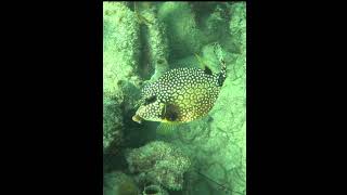 Trunkfish fish coralreef underwater trunkfish [upl. by Coraline]