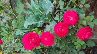 My rose plants in rooftop garden How to get many rose flowers [upl. by Ihana676]