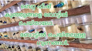 betta fish bottling malayalam  betta fry care malayalam bettafishfarmkerala bettafish breeding [upl. by Voe71]