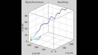 Chlamydomonas Flagellar Synchronization [upl. by Ashia730]