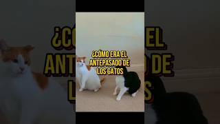 ¿Cómo era el antepasado de los gatos 🐱sabiasque curiosidades gatos gatitos evolucion cute [upl. by Ilaw702]