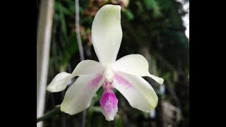 Phalaenopsis fimbriata  first bloom  species orchid [upl. by Hallock]