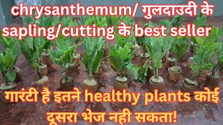 online chrysanthemumsguldaudi plant sapling purchase best seller to buy online guldaudi cutting [upl. by Aneehsak]