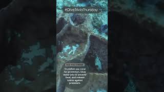 Dive Trivia Thursday Trunkfish [upl. by Auohc569]