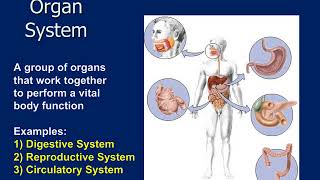 Veterinary Technology Intro to Anatomy and Physiology [upl. by Virgin222]