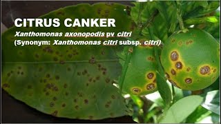 Citrus Canker Disease Identification Management and Prevention  Agri Knowledge Corridor [upl. by Kemble]