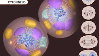 Mitosis YouTube 1080p 2017 [upl. by Janetta251]