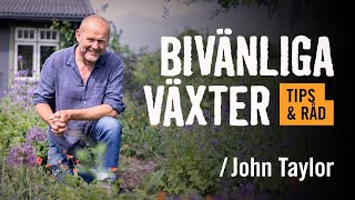 Bivänliga växter John Taylor  Tips amp råd  HORNBACH [upl. by Alexa650]