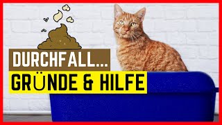 Katze hat Durchfall  Gründe Symptome amp Hilfe [upl. by Hahcim322]