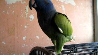 Happy blue headed pionus [upl. by Jilli]