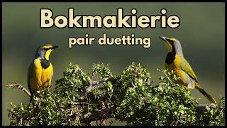 BOKMAKIERIE pair duetting [upl. by Grunberg]