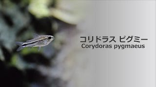 34コリドラス・ピグミー 小さくて可愛い熱帯魚 Corydoras pygmaeus [upl. by Norha365]