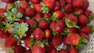 Craving strawberry 🍓 shortvideo satisfaying cravings [upl. by Nevla]