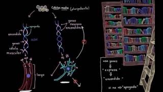 Especialización celular diferenciación  Biología  Khan Academy en Español [upl. by Naed]