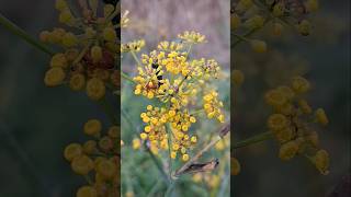 Razones para tener hinojo en los bordes del huerto biodiversidad naturaleza [upl. by Noiroc]