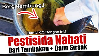 HAMA KO DENGAN INI TUTORIAL PESTISIDA NABATI DARI TEMBAKAU  DAUN SIRSAK  INSEKTISIDA ORGANIK [upl. by Cila754]