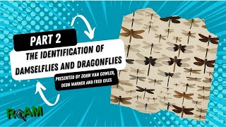 Identification of Damselflies and Dragonflies Part 2  RoAM Talks [upl. by Notffilc]