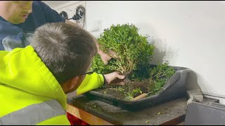 Creating a Boxwood Buxus Bonsai from Supermarket Tree March 2023 [upl. by Yecal]