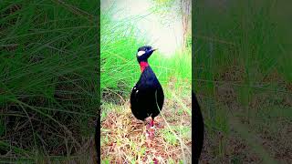 Black francolin voice peace love nature beautybirds [upl. by Knitter190]