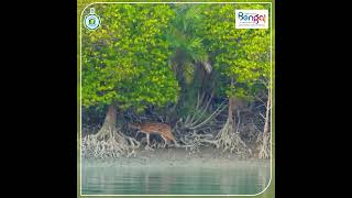 Sundarbans  largest mangrove forest [upl. by Cl846]