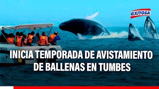 🔴🔵Inicia temporada de avistamiento de ballenas en Tumbes Espera recibir 25 mil turistas [upl. by Halbert]