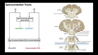 The Spinocerebellar Tracts EXPLAINED [upl. by Barthold]