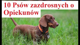 10 Psów zazdrosnych o Opiekunów [upl. by Clymer]