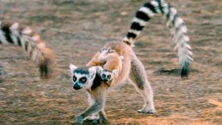 Exploring the Island of Lemurs Madagascar [upl. by Aillimac]