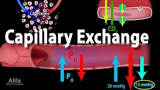 Capillary Exchange and Edema Animation [upl. by Nogam271]