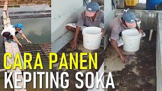 CARA PANEN KEPITING SOKA [upl. by Sarge694]