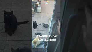 CATS SCARED OF DOOR LOCK cat catvideos catlovers animallover [upl. by Kcirrem]