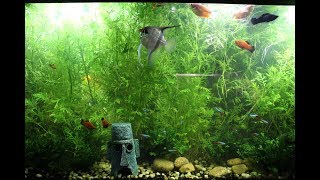 How to grow large healthy aquarium plants without CO2 or fertilizer [upl. by Hennebery335]