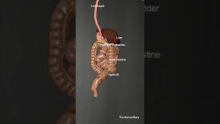 Constipation system Anatomy 3dmodel short ytshorts [upl. by Darmit270]