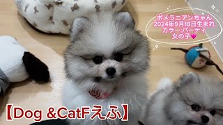 ポメラニアンちゃん（2024年9月18日生まれ）【DogampCatFえふ】 [upl. by Ahsita730]