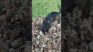 Dog goes in leaf pile funny dog [upl. by Gus]