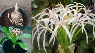 how to grow is crinum lily poisonous  crinum lily flower [upl. by Ahsuoj959]