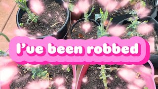 Thieves in the night robbed my container garden containergardening gardening [upl. by Ytissac]