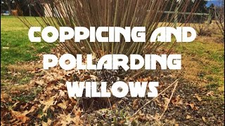 Coppicing and Pollarding Willows [upl. by Nyved351]