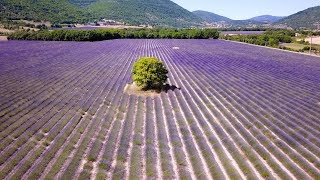 Amazing driving in lavander fields drone video [upl. by Arised]