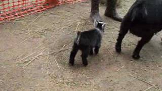 Pygmy Goat Happy Dance [upl. by Kremer]