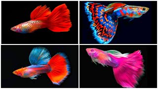 Top 10 Most EXPENSIVE Guppy Ever 🤑🤑Part5Beautiful Guppy EverydayGuppy ChannelFISH KEEPING TIPS [upl. by Azeel]