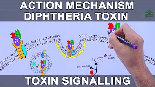 Diphtheria Toxin Action Mechanism  Signalling Pathway [upl. by Rainer]